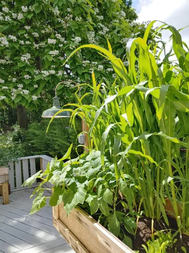Miniatura 4 de Golden Beauty - Semillas de maíz amarillo (Zea mays) – Más de 100 semillas tradicionales sin OMG por paquete de Isla's Garden Seeds, dulces