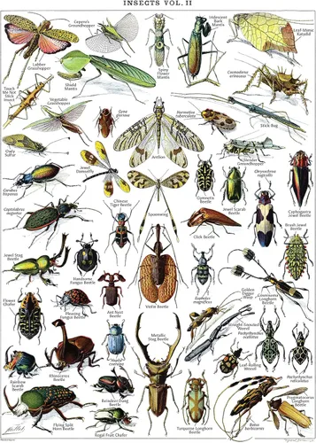 Miniatura 4 de Paquete de 4 pósteres vintage de insectos, gráficos de referencia de identificación de entomología, volúmenes 1, 2 y 3 y artrópodos