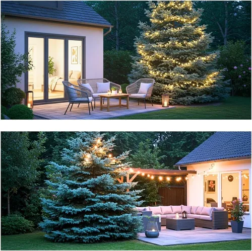 Miniatura 4 de 100 semillas de abeto azul para plantar Abeto azul de Colorado, Picea pungens glauca Árboles atractivos para privacidad o paisajismo