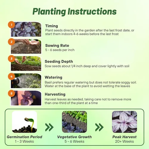 Miniatura 4 de Outsidepride Semillas de albahaca de ópalo oscuro, 1000 piezas anuales de semillas de hierba de albahaca morada, sin OMG, ideales para jardines