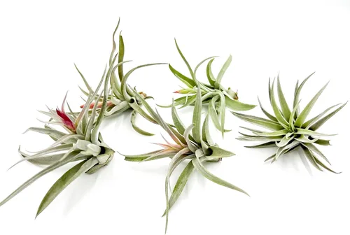 Miniatura 29 de ragnaroc Air Plants - Tillandsia Caput Medusae Floreciente, Grande 5-7" - 1ct - Llegada Viva Garantizada - Plantas de Casa para Decoración del Hogar