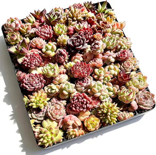 Paquete de 100 plantas suculentas vivas, suculentas surtidas a granel, raíz desnuda a granel, mini plantas suculentas vivas, plantas suculentas