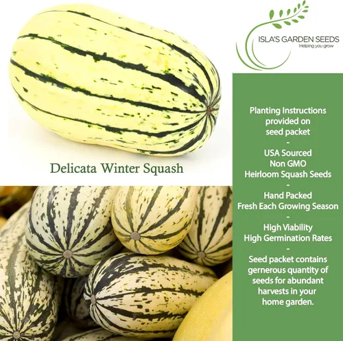 Miniatura 2 de Semillas de calabaza de invierno "Delicata" para plantar, más de 25 semillas tradicionales por paquete, semillas de jardín de Isla