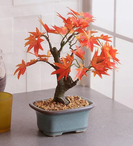 Semillas de árbol de bonsái de arce rojo japonés | Más de 30 semillas | Muy apreciadas para bonsái, semillas de árbol de arce japonés
