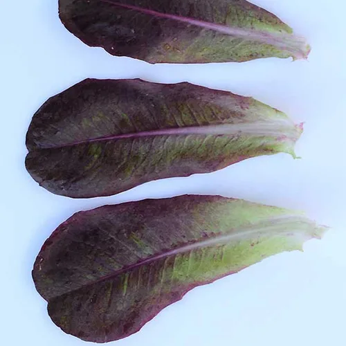 Semillas de lechuga orgánica Rouge d'Hiver – 500 mg ~ 300 semillas – Semillas orgánicas, reliquia, polinizadas abiertamente, sin OMG, semillas de