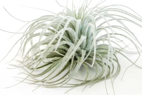 Planta de aire Jumbo Tectorum Ecuador - Plantas suculentas de interior de Tillandsia vivas - Disponible al por mayor y a granel - Decoración para el