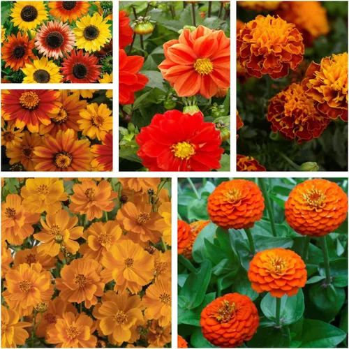Miniatura 6 de Outsidepride Mezcla anual de semillas de flores silvestres de naranja 5000 semillas para plantar