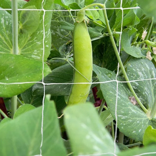 Miniatura 9 de Tcamp - Red de enrejado de poliéster resistente para jardín, para plantas trepadoras, enrejado para enredaderas, plantas de vid, verduras, frutas