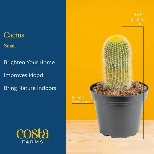 Miniatura 4 de Costa Farms Plantas vivas de cactus en poste de plástico, plantas suculentas fáciles de mantener, decoración del hogar, habitación u oficina, gran