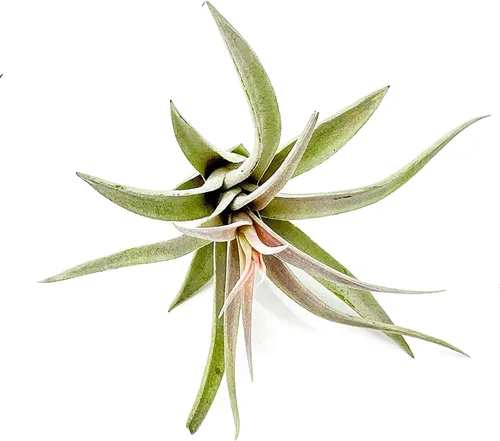 Miniatura 66 de ragnaroc Air Plants - Floración Tillandsia Bulbosa Belice, gigante de 7-9 pulgadas, 1 unidad, llegada en vivo garantizada, plantas