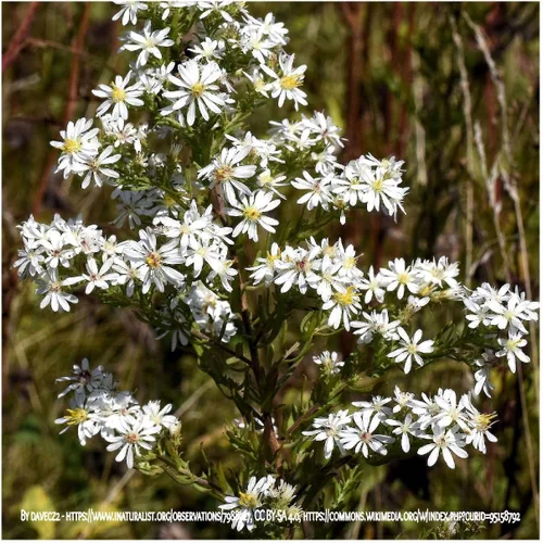 Miniatura 2 de everwilde granjas – Heath Aster Native semillas de flores silvestres – oro Vault