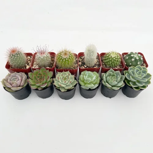 Miniatura 6 de Plantas suculentas (paquete de 12), suculentas vivas totalmente enraizadas en macetas de 2 pulgadas con tierra, plantas de casa únicas en maceta