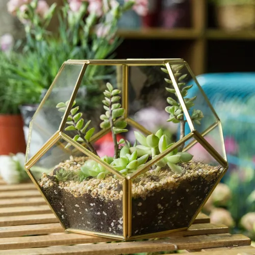 Miniatura 5 de Terrario geométrico de vidrio en dodecaedro y pentágono transparente, con planta suculenta para terrario, Geométrico, Transparente