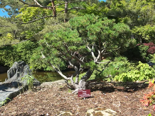 Miniatura 5 de Pino Mugo Plántula de árbol pequeño The Jonsteen Company