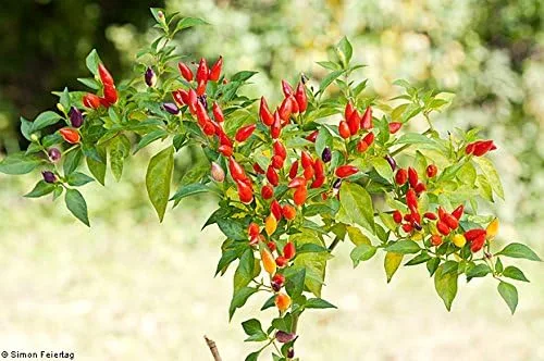 Miniatura 3 de Chile Pequin Pepper 20+ Semillas