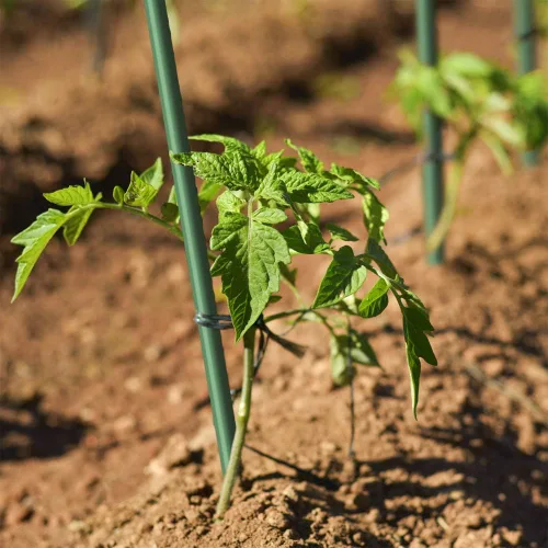Miniatura 7 de Garden Stakes - Juego de 50 estacas de 3 pies de diámetro, ecológicas para plantas de 1/4 pulgadas de diámetro, estacas de tomate, verde