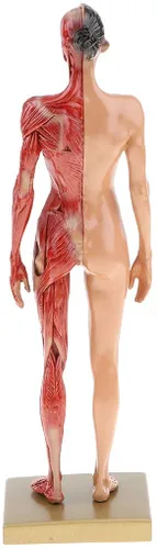 Miniatura 5 de BONEW Resina masculina y femenina de 11.8 in, anatomía anatómica humana, cabeza de cráneo, modelo de cuerpo, modelo de hueso muscular
