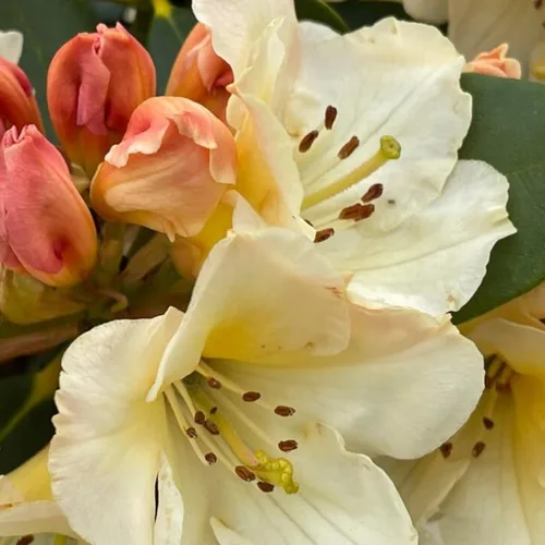 Miniatura 15 de Grandes plantas de rododendro blanco brillante de 1 galón vivas, plantas de azalea de 1 a 3 años de edad, arbustos vivos para plantar, muy bien