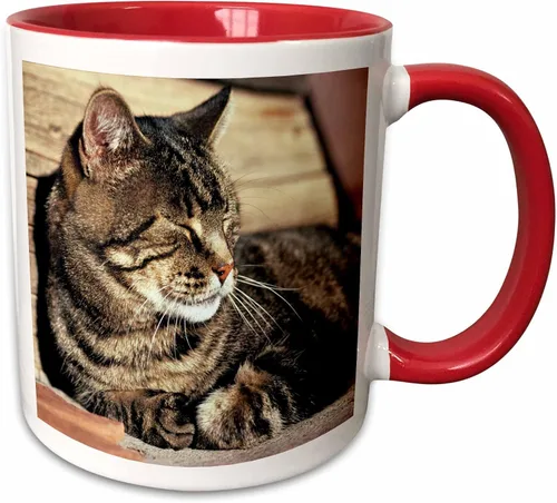 Miniatura 11 de 3dRose (mug_94870_1) Utah, Capitol Reef NP. Sleeping atigrado cat - US45 RER0114 - Ric Ergenbright - Taza de cerámica, 11 onzas Blanco