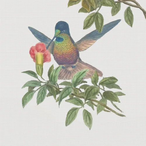 Miniatura 26 de Canguros australianos John Gould Counted Patrón de punto de cruz