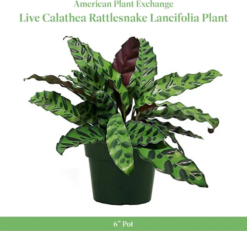 Miniatura 2 de American Plant Exchange Calathea - Serpiente de cascabel – 6 pulgadas con cubierta de maceta – Planta de interior viva apta para mascotas con hojas