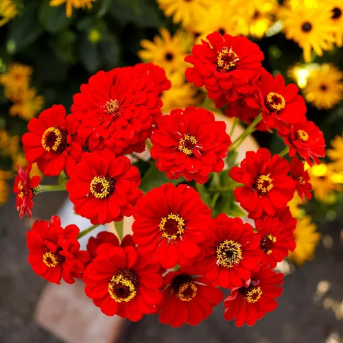 Miniatura 40 de Eden Brothers - Semillas de zinnia, cactus con flores, sin OMG, plantar en primavera, paquete, flores de bajo mantenimiento, zonas 3, 4, 5, 6, 7, 8