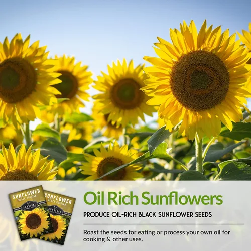 Miniatura 4 de Paquete de 5 semillas de girasol ruso negro para plantar, paquete con instrucciones para cultivar flores para aceite o alimentación de aves