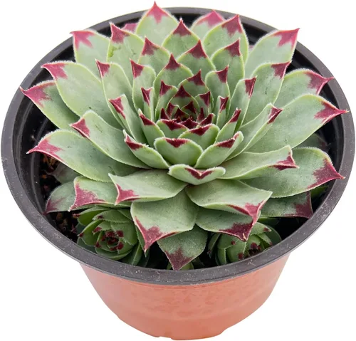 Miniatura 11 de Sprout N Green Aeonium - Almohadilla de lirio, planta suculenta viva totalmente enraizada en maceta de 4 pulgadas, oficina en casa, decoración