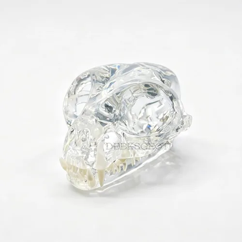 Modelo dental de gato de calavera felina transparente, modelo de dientes orales, clínica de mascotas, anatómica para la oficina veterinaria canina,