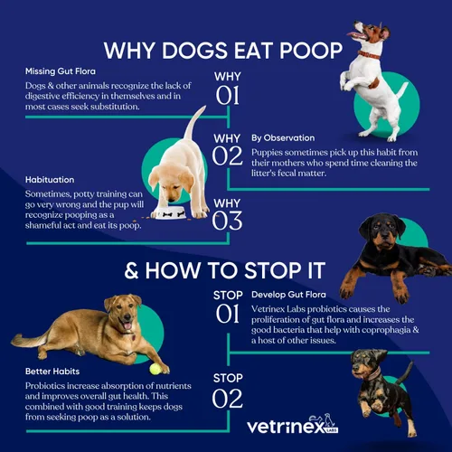 Miniatura 7 de Probióticos para perros y gatos con prebióticos, 3 mil millones CFU, 7 cepas, mejor suplemento para el alivio de diarrea, infecciones de la piel