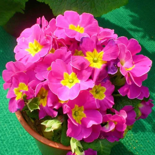 Miniatura 2 de Primula Seeds - 200 semillas de flores perennes vibrantes para plantar Floraciones de principios de primavera, tolerantes a la sombra, perfectas