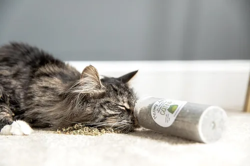 Miniatura 3 de Meowy Janes 1.5 tazas de hierba gatera de súper alta potencia con bola de juguete mullida, cultivada en Estados Unidos (2.5 tazas)