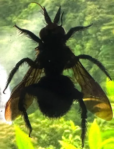 Miniatura 29 de 44mm Escorpión real asiático gigante en resina de lucite transparente cristal, especímenes de artesanía, insectos de animales varios, colección