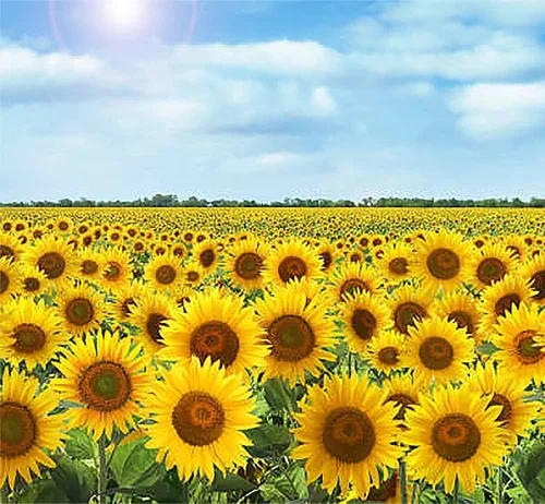 Miniatura 4 de Semillas de girasol Mardi Gras