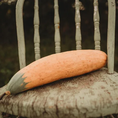 North Georgia Candy Roaster Squash, 25 semillas, variedad de calabaza de plátano extradulce, semillas de calabaza de invierno sin OMG para plantar