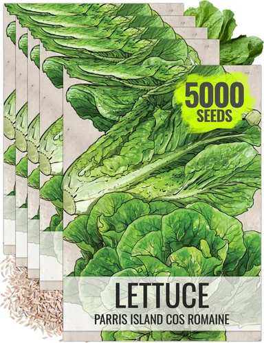 Miniatura 9 de Seed Needs Semillas de lechuga romana para plantar Parris Island COS - Cultivos anuales de clima frío sin OMG y sin tratar, cultiva un huerto al