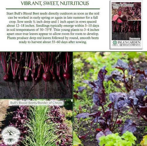 Miniatura 5 de Bull's Blood Semillas de remolacha para plantar, más de 100 semillas de reliquia por paquete, semillas de jardín de Isla