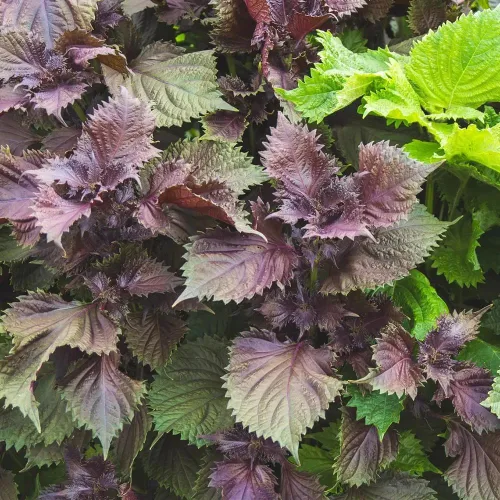 Más de 200 semillas de Shiso moradas Perilla albahaca japonesa menta roja
