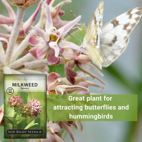 Miniatura 5 de Sow Right Seeds - Semillas llamativas de algodoncillo para plantar - Atrae monarca y otras mariposas a tu jardín - Semillas de reliquia sin OMG