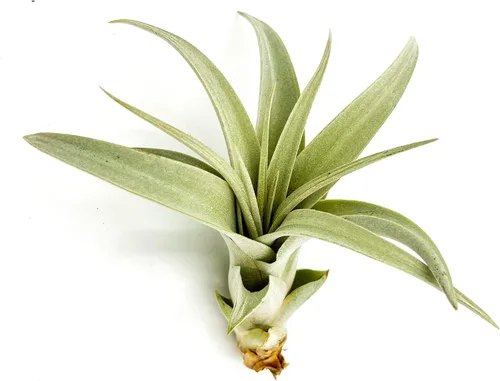 ragnaroc Plantas de aire – Tillandsia Xerographica Pup, grande 4-6 pulgadas – 1ct – Llegada viva garantizada – Plantas de interior para decoración
