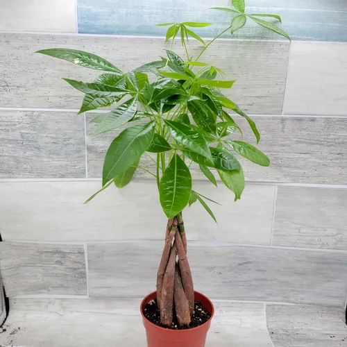 Miniatura 4 de Planta de árbol de dinero, también conocida como Pachira aquatica, plantas de interior tropicales exóticas vivas en maceta de 4 pulgadas, decoración