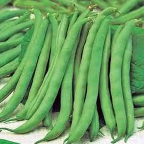 Frijol, Top Crop Bush, reliquia, 50 semillas, gran sabor fresco o cocido, Country Creek Acres