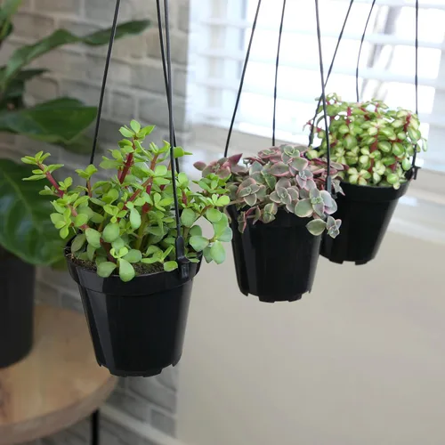 Miniatura 7 de Altman Plants Suculentas colgantes (paquete de 3) en cestas colgantes de 3.5 pulgadas para plantas, cadena de perlas, calico gatito crassus