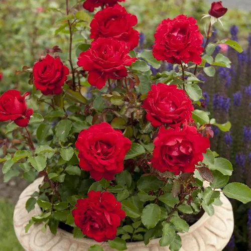 Miniatura 3 de Rosas de té híbridas Heirloom, Planta de raíz propia viva para jardín al aire libre, Eleganza® Heart Song™, ligeramente fragantes, zonas