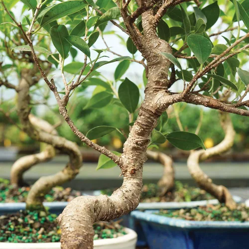 Miniatura 5 de Brussel's Bonsai Live Golden Gate Ficus - Árbol bonsái para interiores, mediano, 7 años, de 8 a 16 pulgadas, árbol bonsái vivo en maceta de cerámica