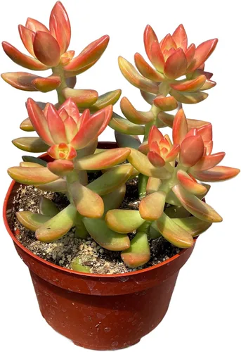 Suculenta Viva de 4" Sedum Coppertone Naranja Sangre, Plantas Suculentas Vivas Completamente Enraizadas Planta de Interior para Decoración del Hogar