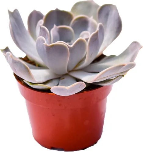Miniatura 13 de Planta suculenta Echeveria viva – Suculenta Echeveria de 4 pulgadas totalmente arraigada (– Echeveria Borgoña Pearl)