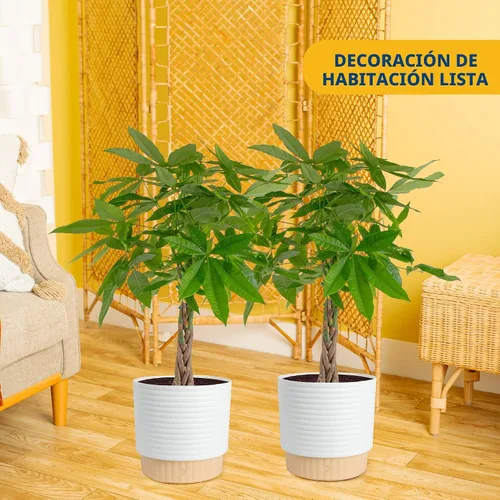 Miniatura 2 de Costa Farms Plantas de árbol de dinero vivo (paquete de 2), planta de interior grande de 3 a 4 pies de alto con tronco trenzado, plantas