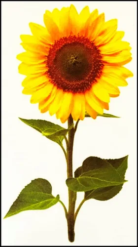 Miniatura 2 de Set de 3 hojas mini girasol floreciente tatuaje falso impermeable temporal tatuajes para hombres mujeres diseño decoraciones cuerpo cuello pecho