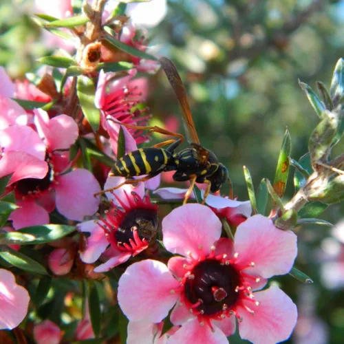 Miniatura 2 de Árbol de Manuka (Leptospermum scoparium) - Cultiva ahora o almacena para futuras plantaciones - Cápsula de 10 semillas
